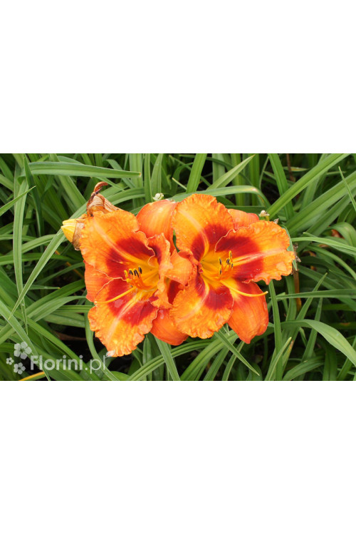 liliowiec, hemerocallis
