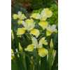Kosaciec (Irys) syb. 'Butter and Sugar' Iris sibirica