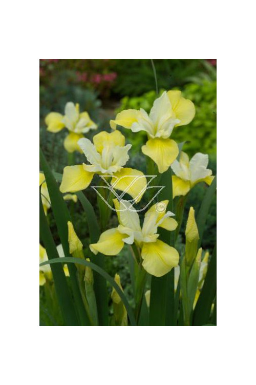 Kosaciec (Irys) syb. 'Butter and Sugar' Iris sibirica