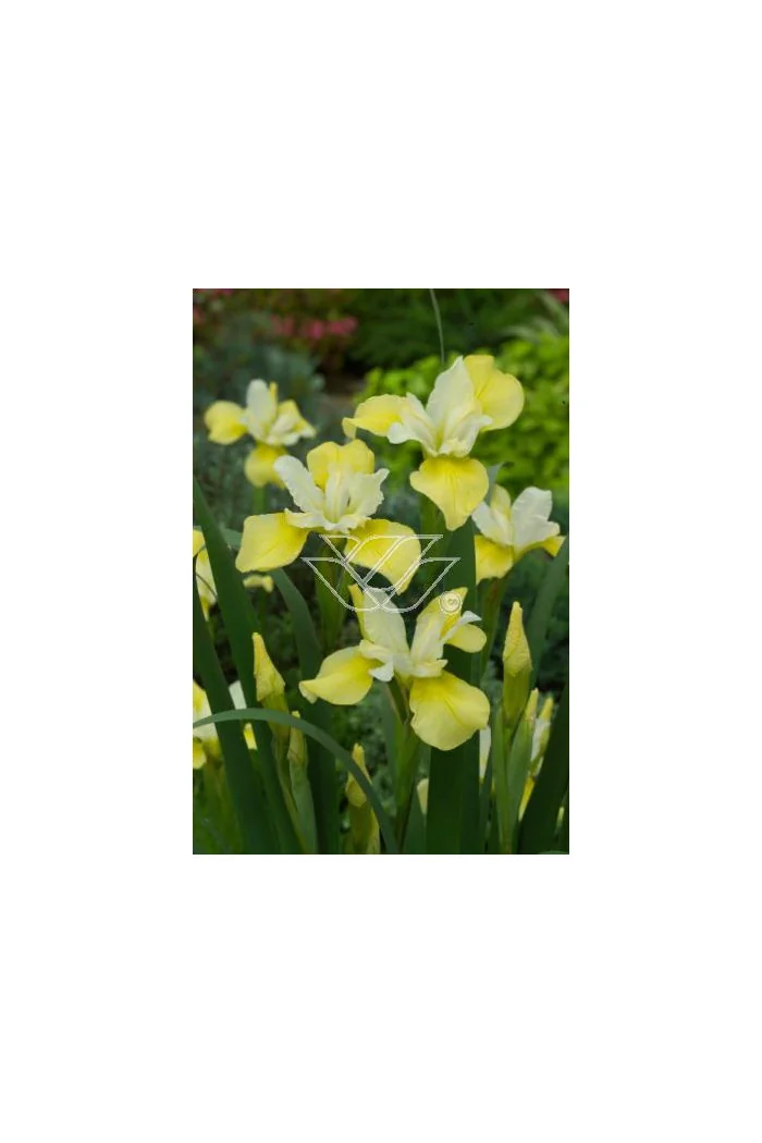 Kosaciec (Irys) syb. 'Butter and Sugar' Iris sibirica