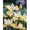 Kosaciec (Irys) syb. 'Butter and Sugar' Iris sibirica