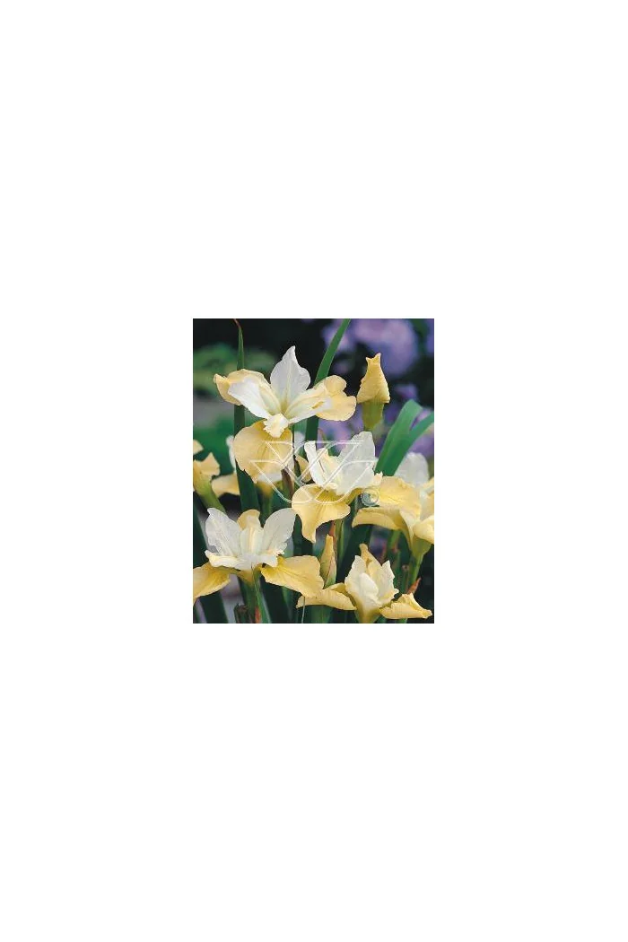 Kosaciec (Irys) syb. 'Butter and Sugar' Iris sibirica