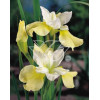 Kosaciec (Irys) syb. 'Butter and Sugar' Iris sibirica
