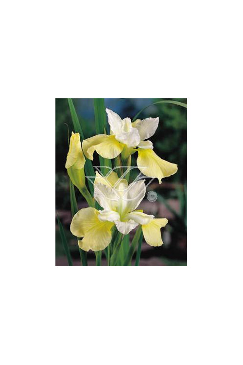 Kosaciec (Irys) syb. 'Butter and Sugar' Iris sibirica