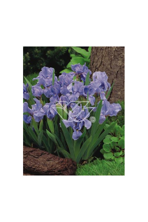 Kosaciec niski 'Blue Denim' Iris pumila