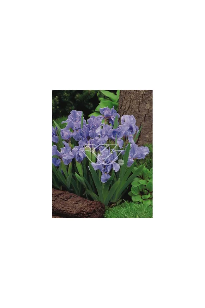 Kosaciec niski 'Blue Denim' Iris pumila