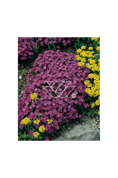 Żagwin 'Red Purple Mix' Aubrieta