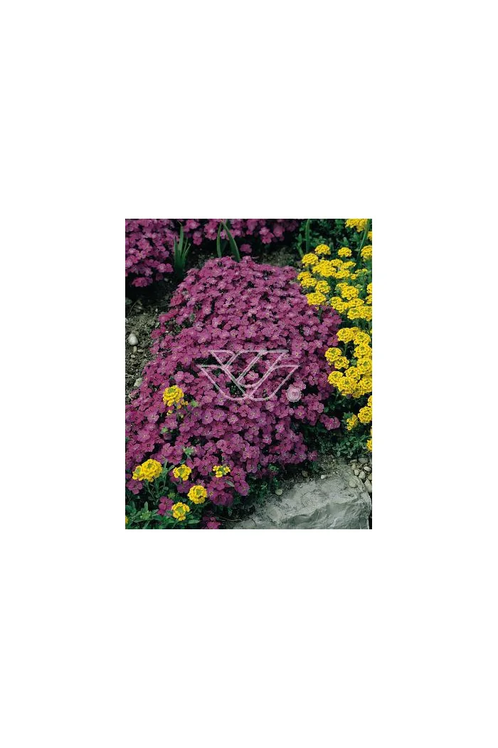 Żagwin 'Red Purple Mix' Aubrieta