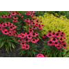 Jeżówka 'Glowing Dream' | Echinacea