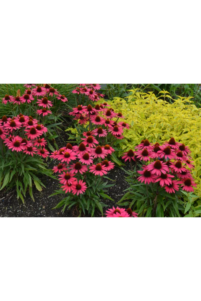 Jeżówka 'Glowing Dream' | Echinacea