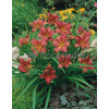 liliowiec, hemerocallis