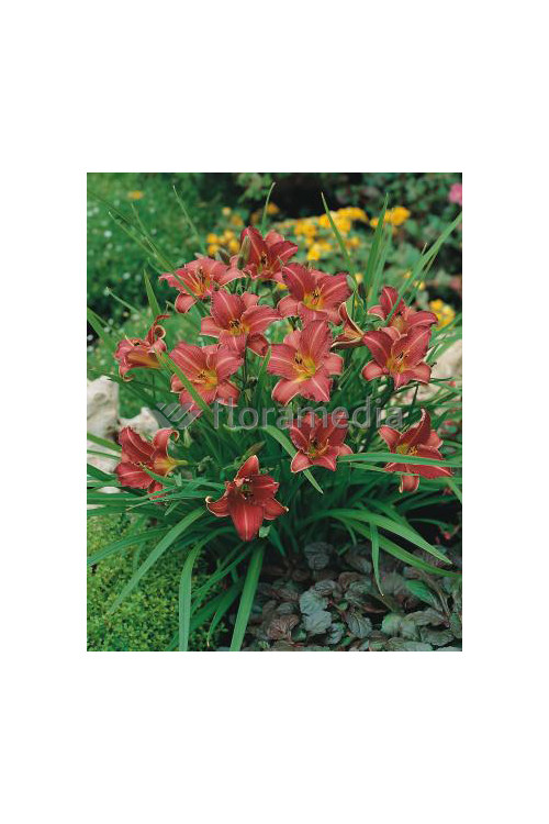 liliowiec, hemerocallis