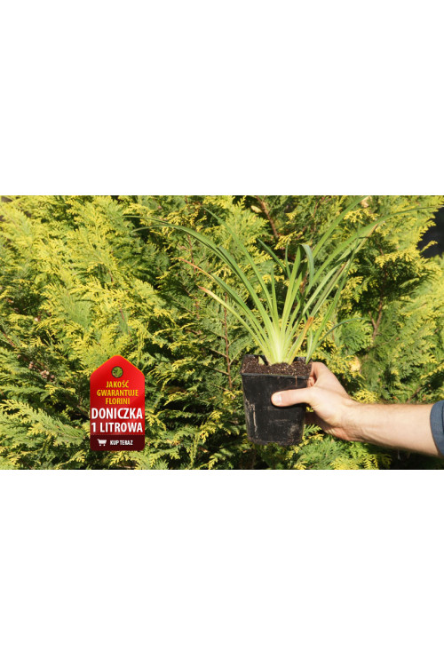 Liliowiec 'Sammy Russel' | Hemerocallis