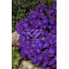 Żagwin 'Red Purple Mix' Aubrieta