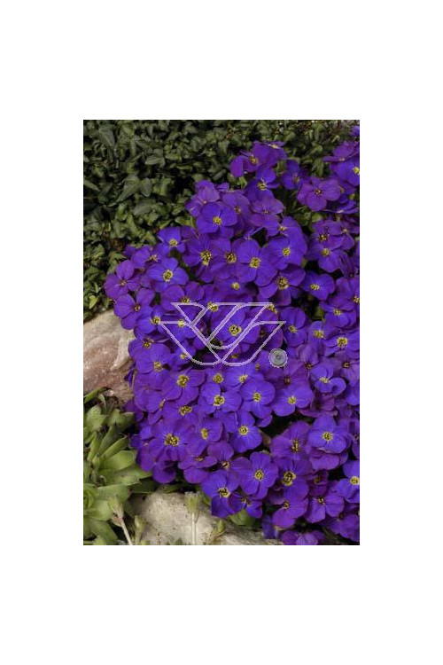 Żagwin 'Red Purple Mix' Aubrieta