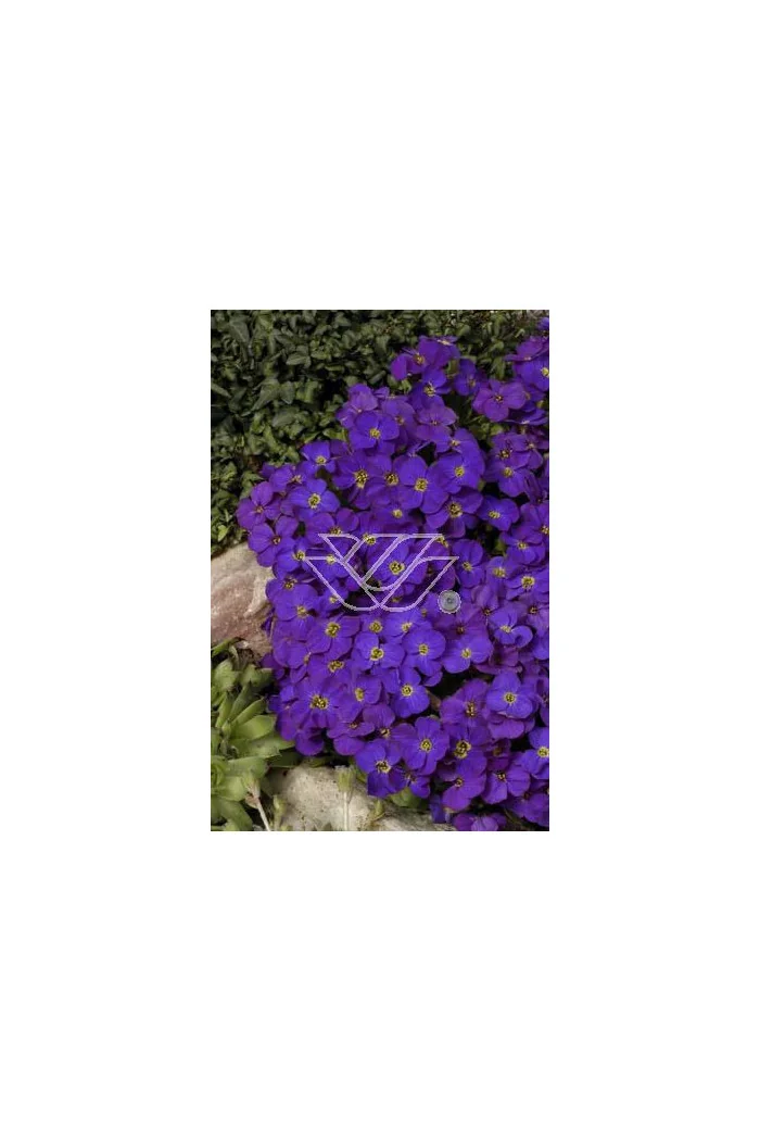 Żagwin 'Red Purple Mix' Aubrieta