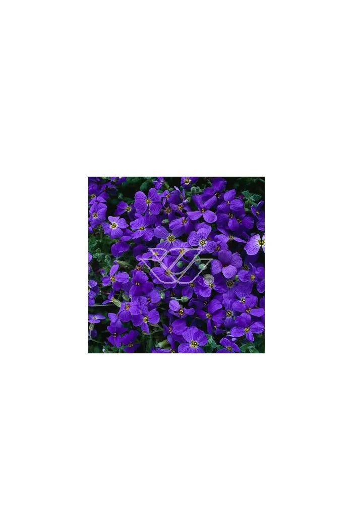 Żagwin 'Red Purple Mix' Aubrieta