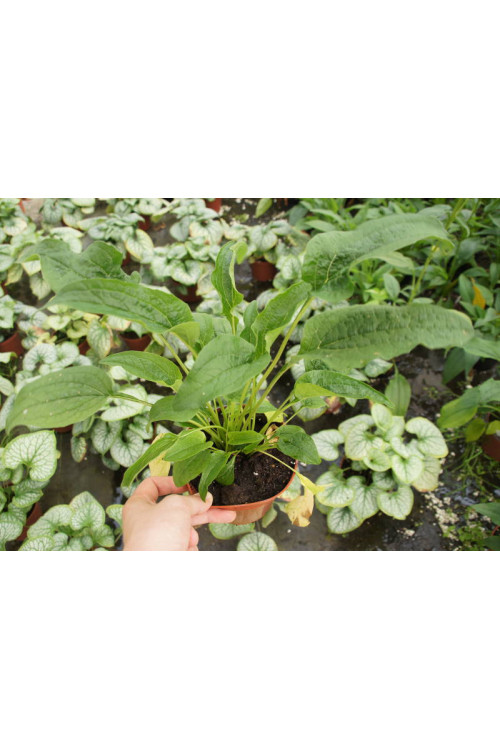 Jeżówka 'Caribbean Green' Echinacea