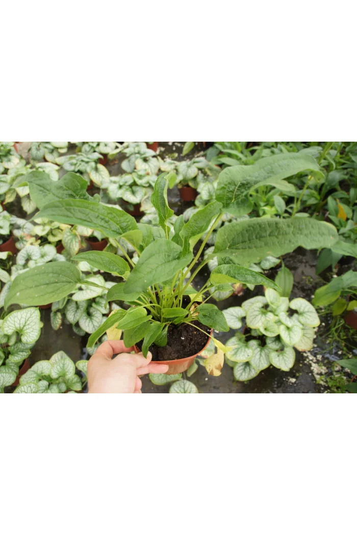 Jeżówka 'Caribbean Green' Echinacea