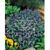 Niezapominajka Myosotis