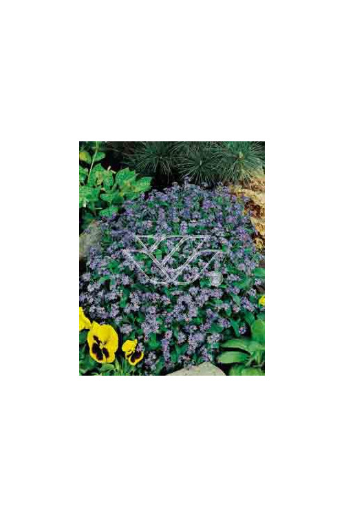 Niezapominajka Myosotis