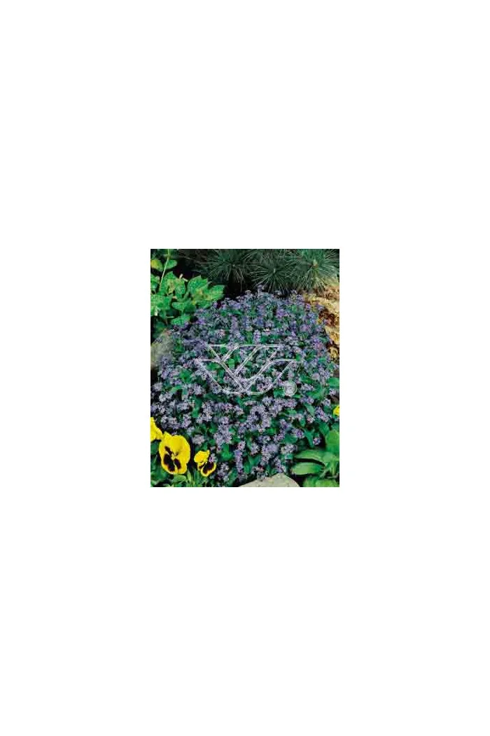 Niezapominajka Myosotis