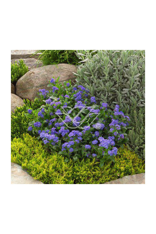 Niezapominajka Myosotis