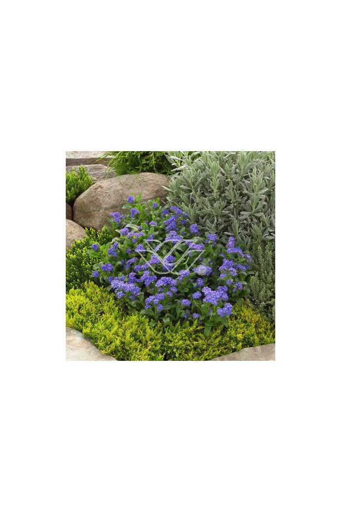 Niezapominajka Myosotis