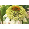 Jeżówka 'Coconut Lime' Echinacea