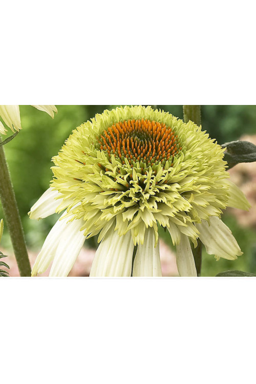 Jeżówka 'Coconut Lime' Echinacea