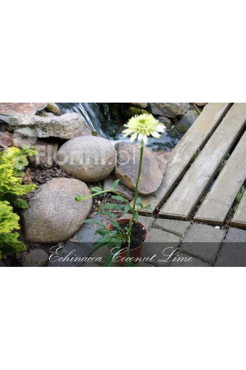 Jeżówka 'Coconut Lime' Echinacea