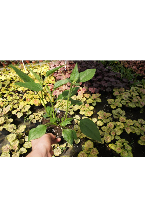 jeżówka, jeżówka Mozarella ,echinacea, echinacea Mozarella