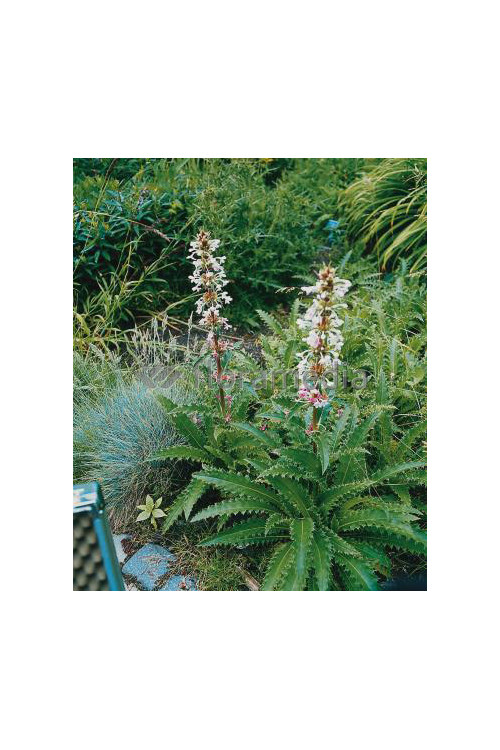 Morina wielkolistna Morina longifolia