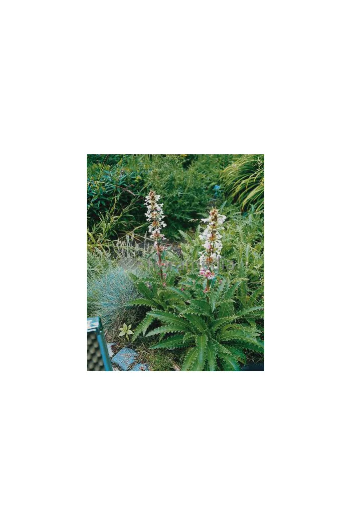 Morina wielkolistna Morina longifolia