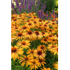 Jeżówka 'Big Kahuna' | Echinacea