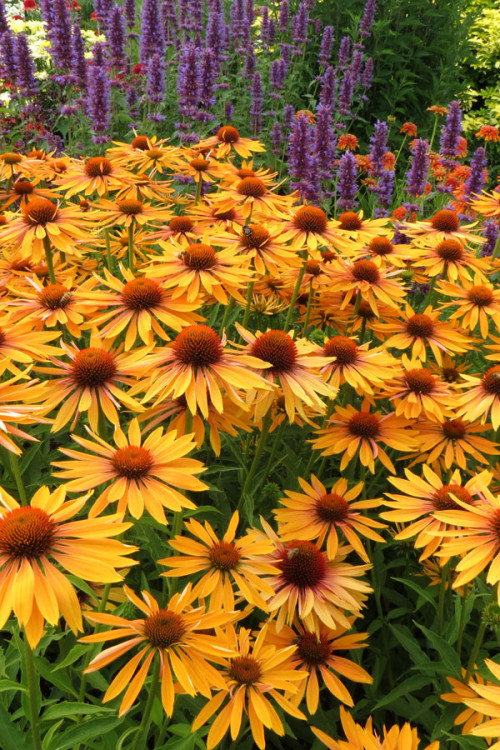 Jeżówka 'Big Kahuna' | Echinacea