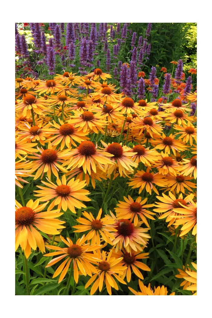 Jeżówka 'Big Kahuna' | Echinacea