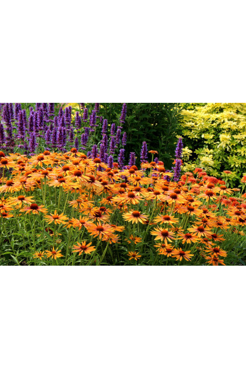 Jeżówka 'Big Kahuna' | Echinacea