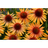 Jeżówka 'Big Kahuna' | Echinacea