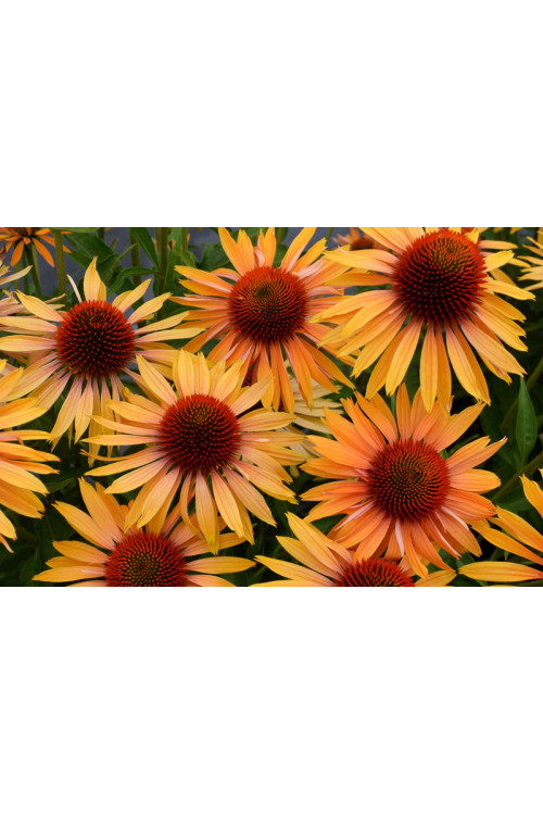 Jeżówka 'Big Kahuna' | Echinacea