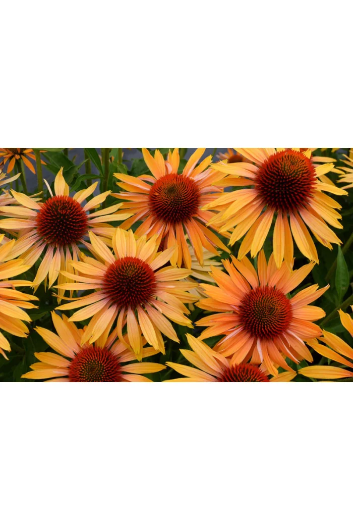 Jeżówka 'Big Kahuna' | Echinacea