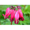 Serduszka 'Amore Rose' | Dicentra