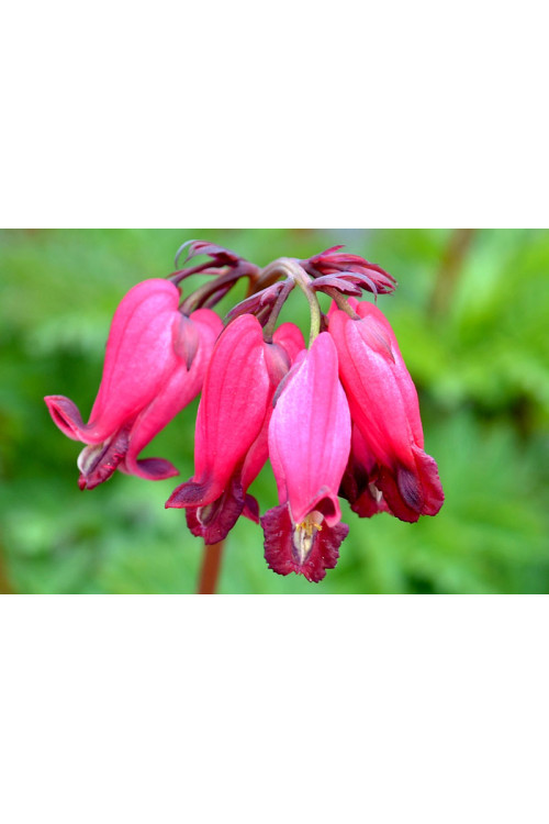 Serduszka 'Amore Rose' | Dicentra