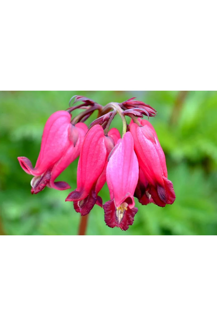 Serduszka 'Amore Rose' | Dicentra