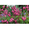 Serduszka 'Amore Rose' | Dicentra