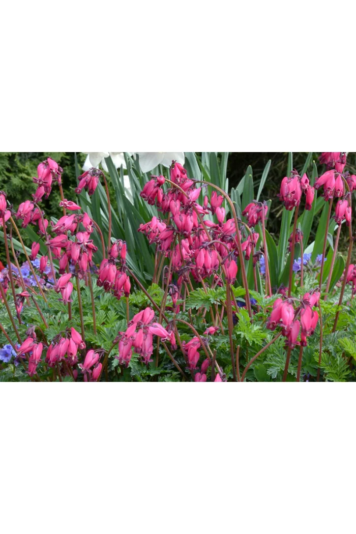 Serduszka 'Amore Rose' | Dicentra