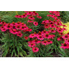 Jeżówka 'Glowing Dream' | Echinacea