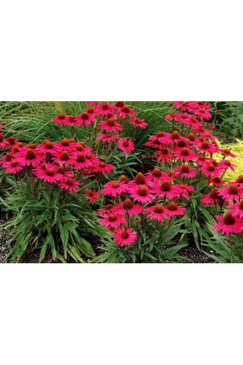 Jeżówka 'Glowing Dream' | Echinacea