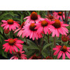 Jeżówka 'Glowing Dream' | Echinacea