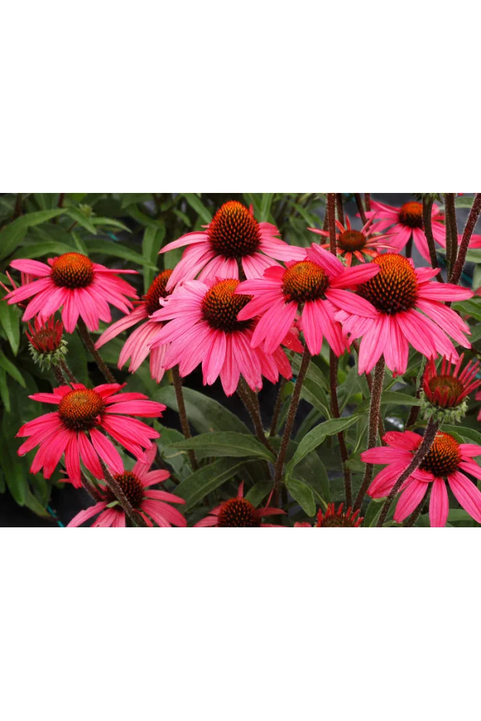 Jeżówka 'Glowing Dream' | Echinacea